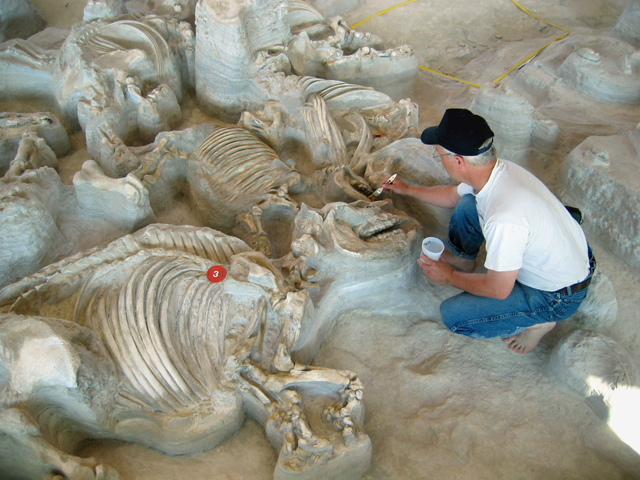 Ashfall fossil bed