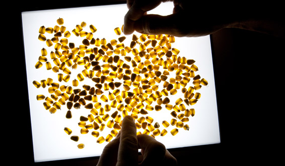 corn kernels