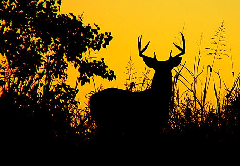 Deer