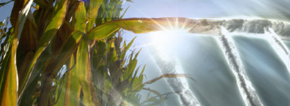 corn
