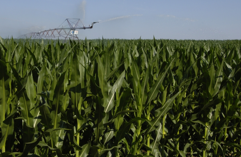 crops