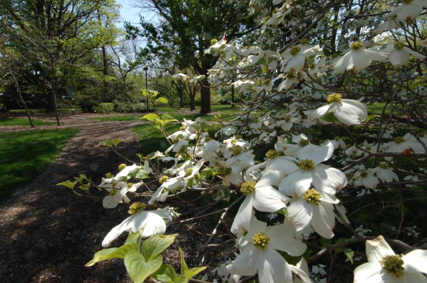 Maxwell Arboretum
