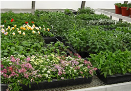 Plants from the UNL Horticulture Club