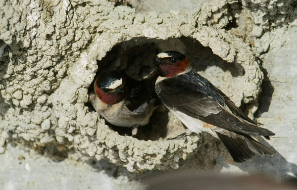 Cliff swallows living near highway overpasses