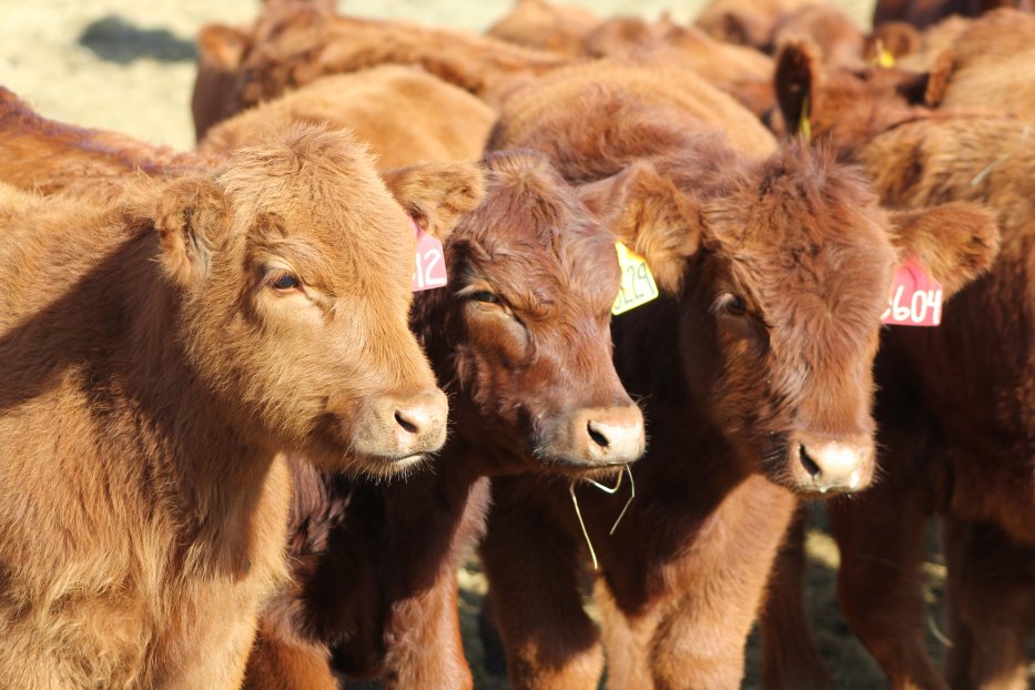 Eight Ranching for Profitability programs will be held across Nebraska focusing on the changing beef industry.  Photo courtesy of Troy Walz, Nebraska Extension.