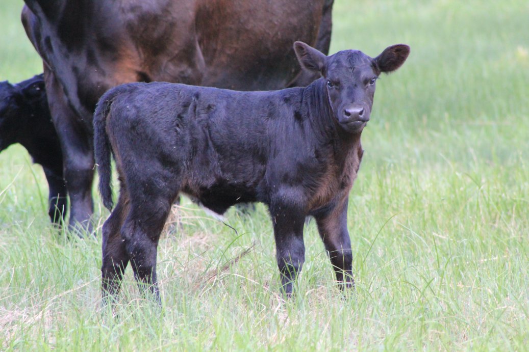 As summer progresses, producers should be on the lookout for summer calf pneumonia.  Photo courtesy of Troy Walz.