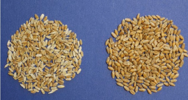 Fusarium-damaged wheat kernels (left) and healthy kernels (right).  Photo from Nebraska Extension publication Fusarium Head Blight of Wheat.