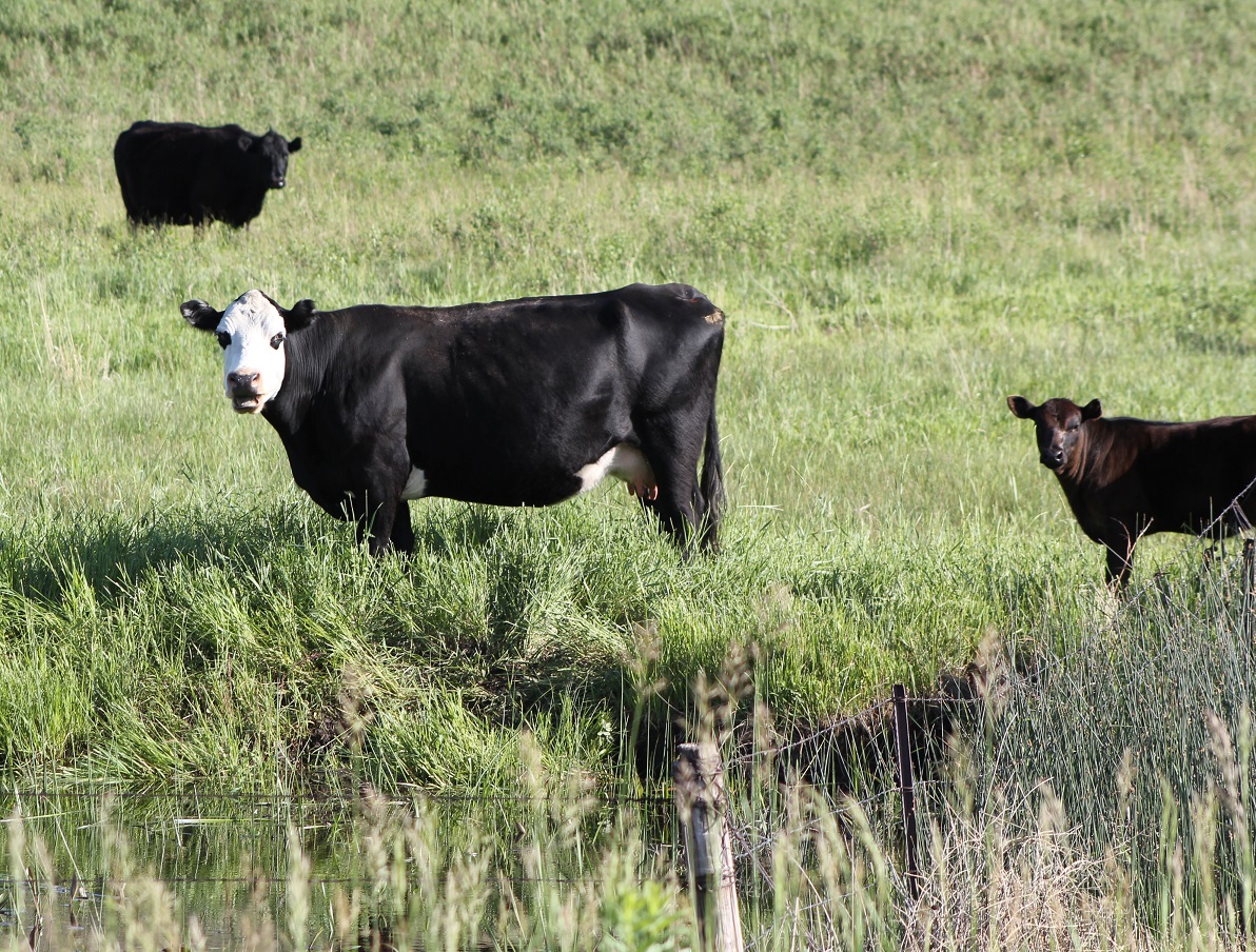 Fall is one of the most important times to evaluate the condition of your cows.   Photo courtesy of Troy Walz.