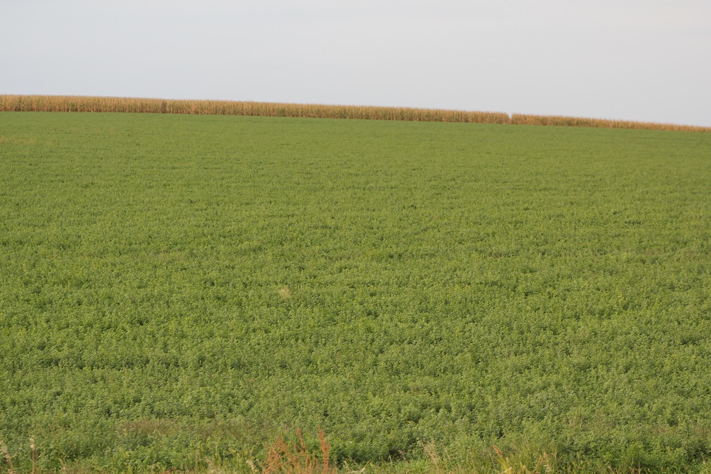Fall alfalfa often produces the best quality forage of the year.  Photo courtesy of Troy Walz.