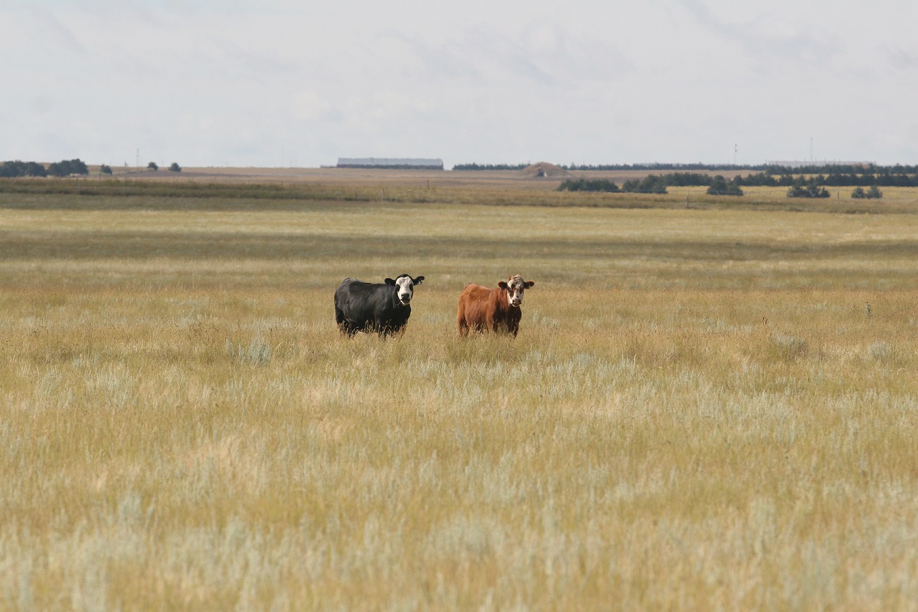 Delivering ionophores to grazing cattle can be challenging and expensive.  Photo courtesy of Karla Jenkins.