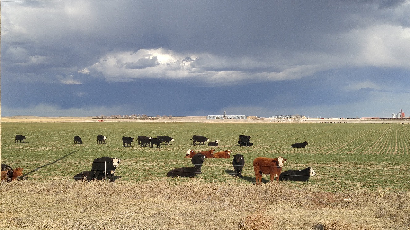 Small grain pastures can be an extremely useful resource.  Photo courtesy of Troy Walz.