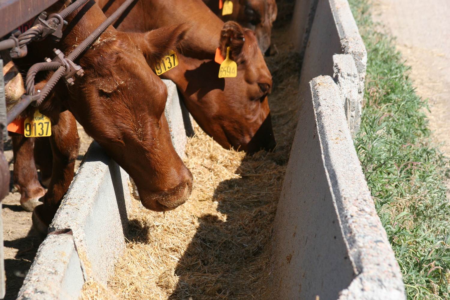 drylot-feeding-cows-in-the-summer-may-be-cost-competitive-with-grazing