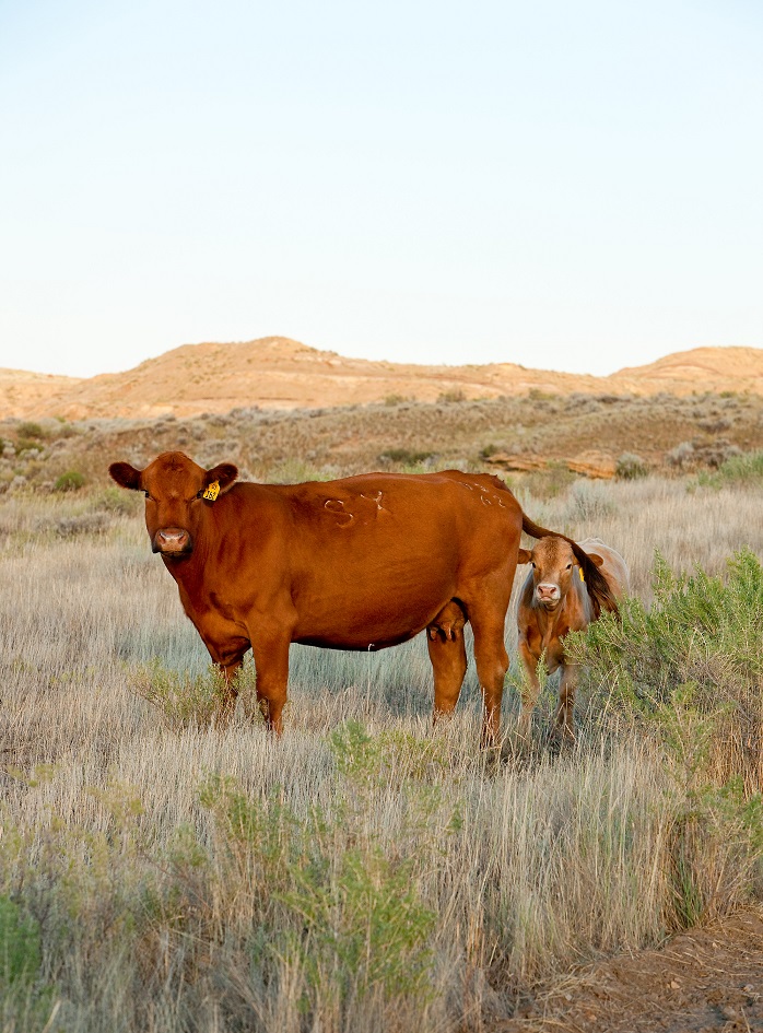 In Nebraska, spring calving is the prevailing cow-calf production system and non-pregnant females are often sold in October and November as cull cows.  Photo Courtesy of USDA NRCS.