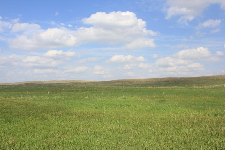 Beef production in many areas of Nebraska is contingent on rangelands that produce native vegetation.  Photo courtesy of Troy Walz.