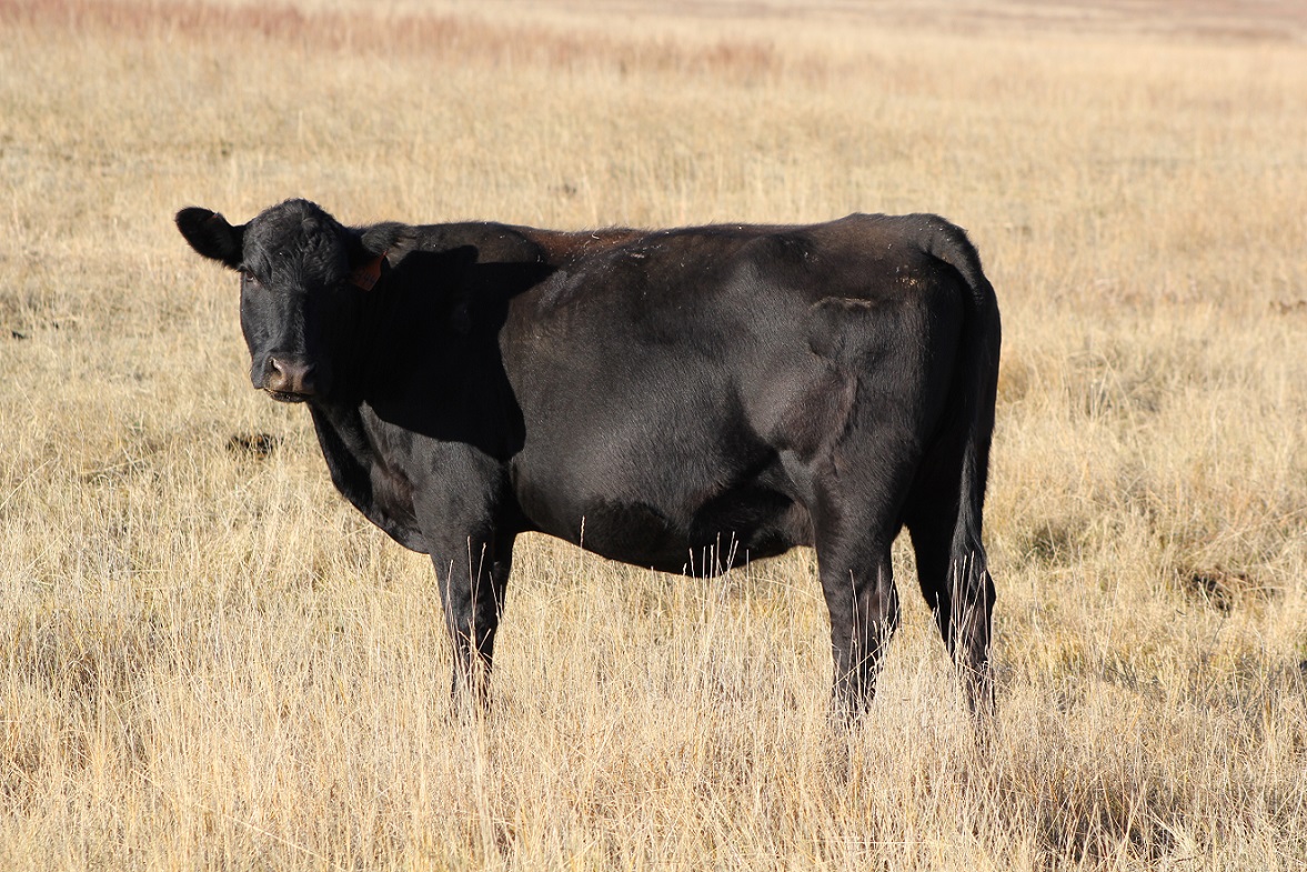 If you have been selling cows in the fall as your normal practice, it may be profitable to feed cull cows by considering the seasonal price patterns.  Photo courtesy of Troy Walz.