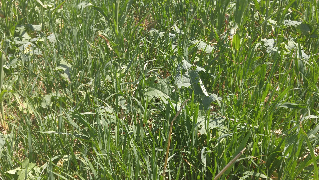 Planting cover crops such as brassicas and small grains during late summer or early fall is becoming a more common and accepted practice.  Photo courtesy of Troy Walz.