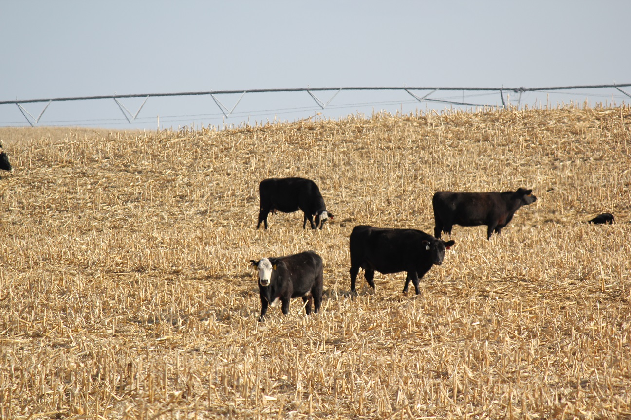 When it comes to rental agreements for grazing corn residue, a number of questions need to be asked and answered up front to avoid disagreements later.  Photo courtesy of Troy Walz.