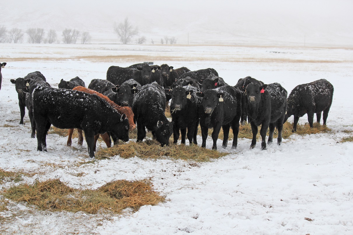 Livestock producers can now insure up to $1 million of revenue from animals and animal products.  Photo courtesy of Troy Walz.