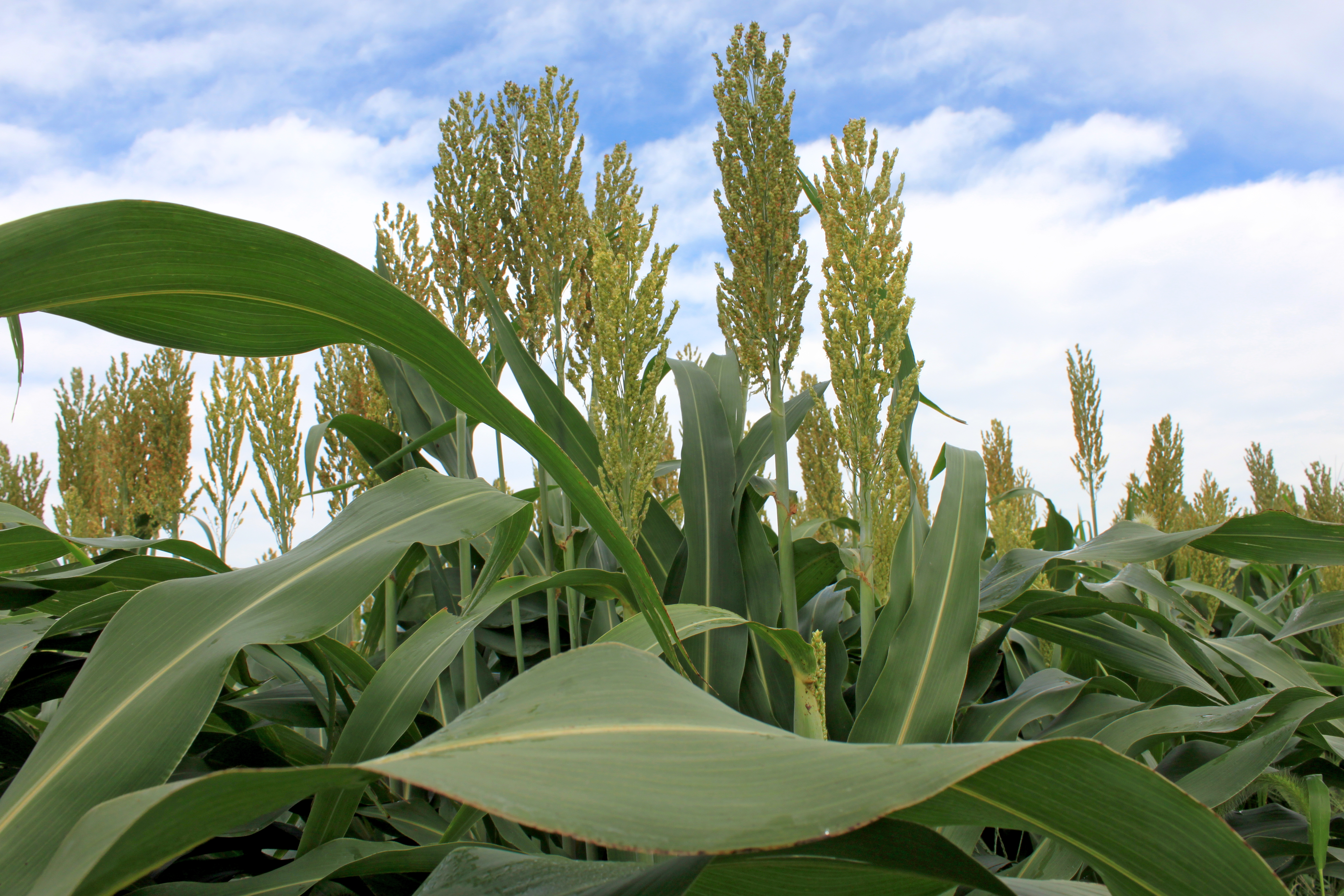 Deanna Funnell-Harris' research focuses on responses of sorghum metabolically modified for increased usability, to grain and stalk pathogens.