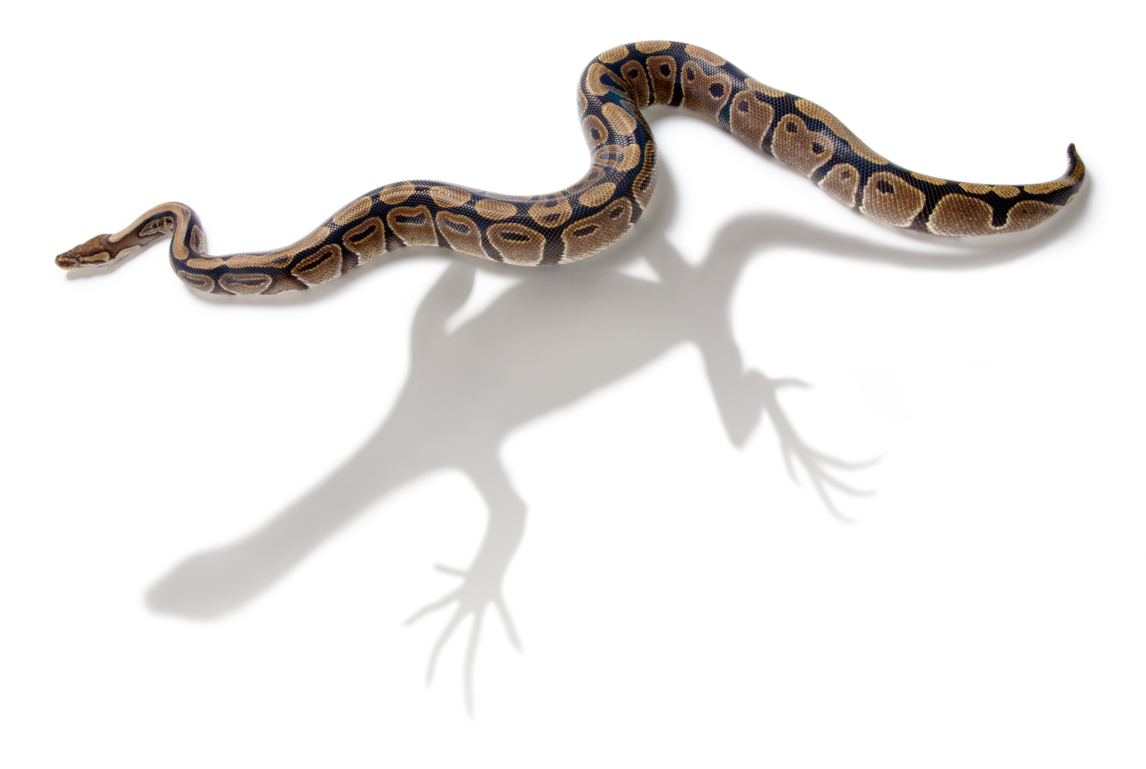 Skeleton study sheds new light on how snakes evolved | News Releases