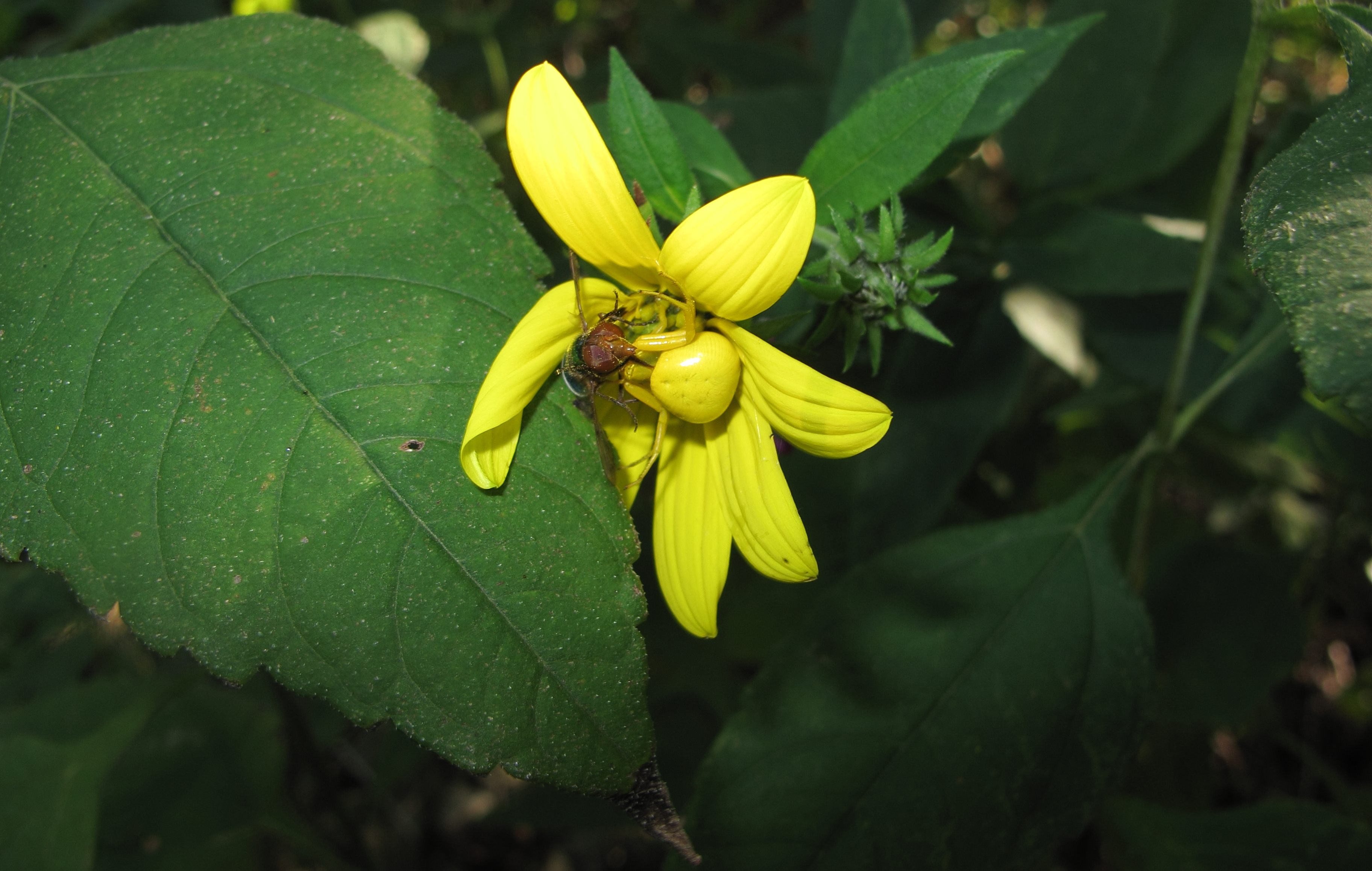 UNL doctoral student first to quantify color change in spiders News