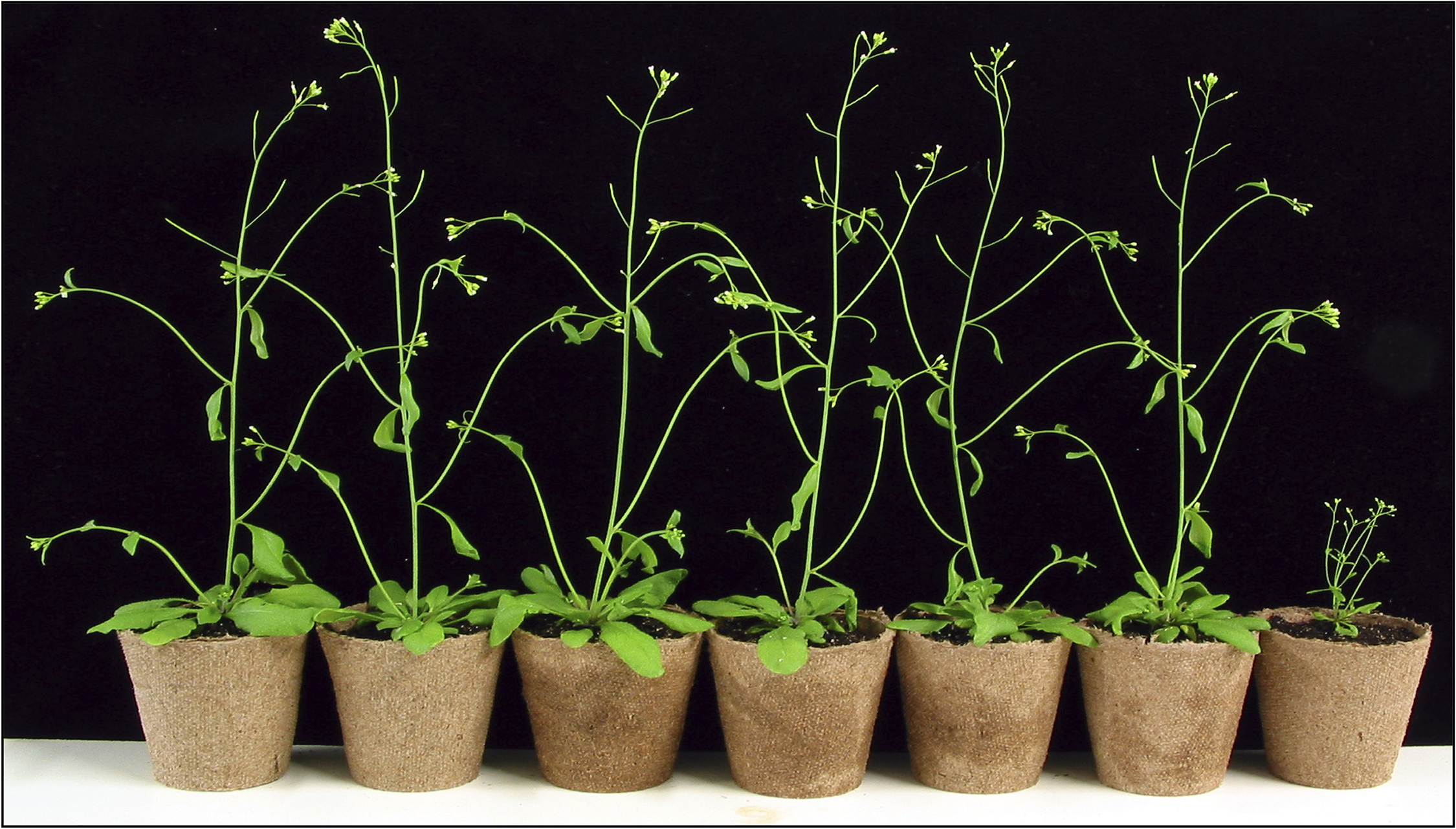 Study Reveals Mechanisms Of Drought Response In Plants News Releases 