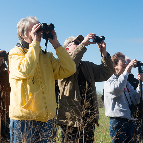 Attention bird watching enthusiasts | Announce | University of Nebraska