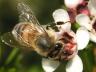 Bee_on_Geraldton_Wax_Flower.JPG