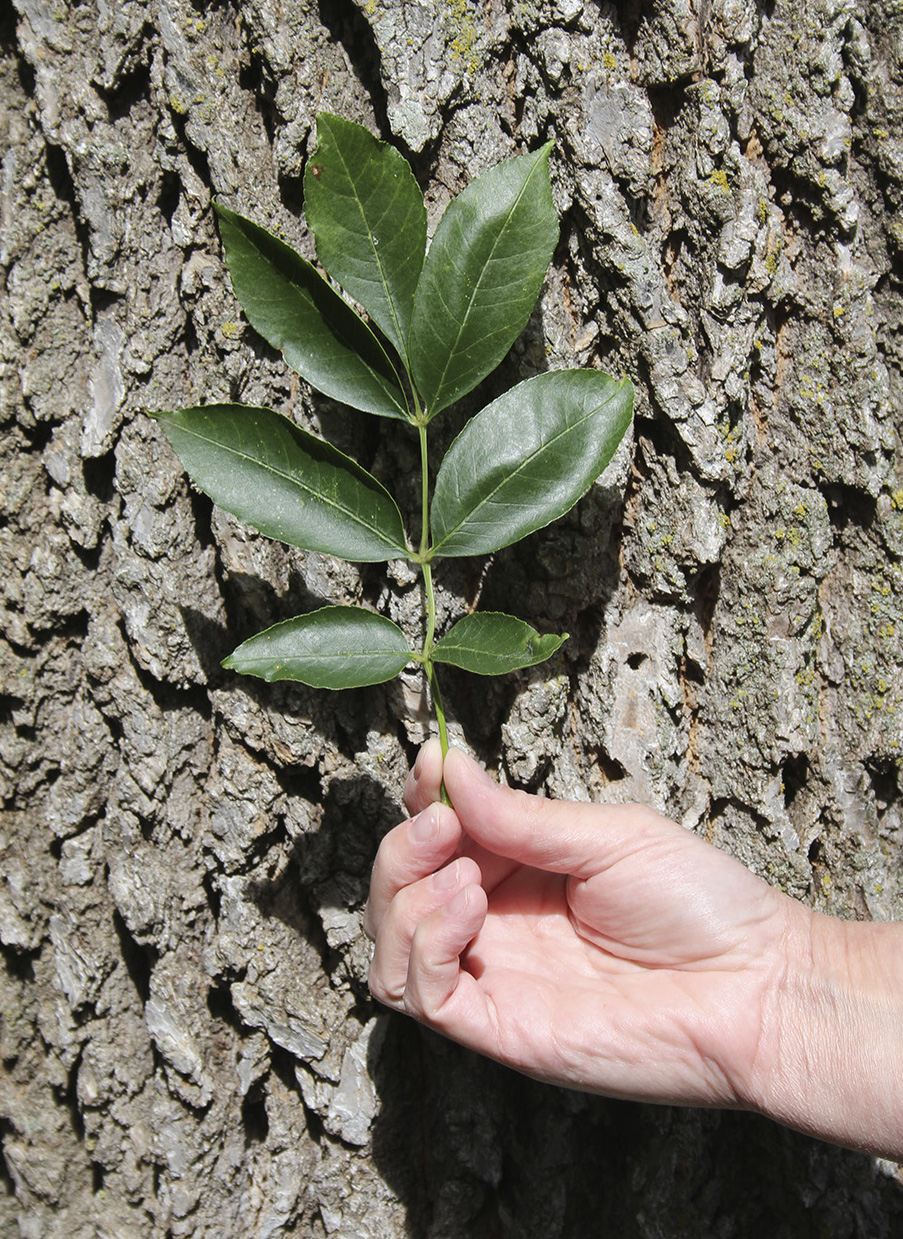 Ash trees have compound leaves with 5–11 leaflets. Bark is usually gray with a diamond-shaped pattern on mature trees.