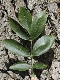 Ash trees have compound leaves with 5–11 leaflets. Bark is usually gray with a diamond-shaped pattern on mature trees.