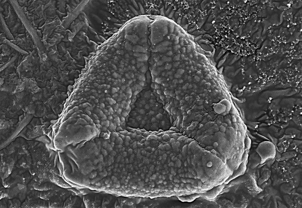 A microscopic rendering of a pollen grain found in the intestinal tissue of Vittoria della Rovere and produced by a clove, the dried bud of a flower native to the Spice Islands. | Courtesy Journal of Archaeological Science: Reports