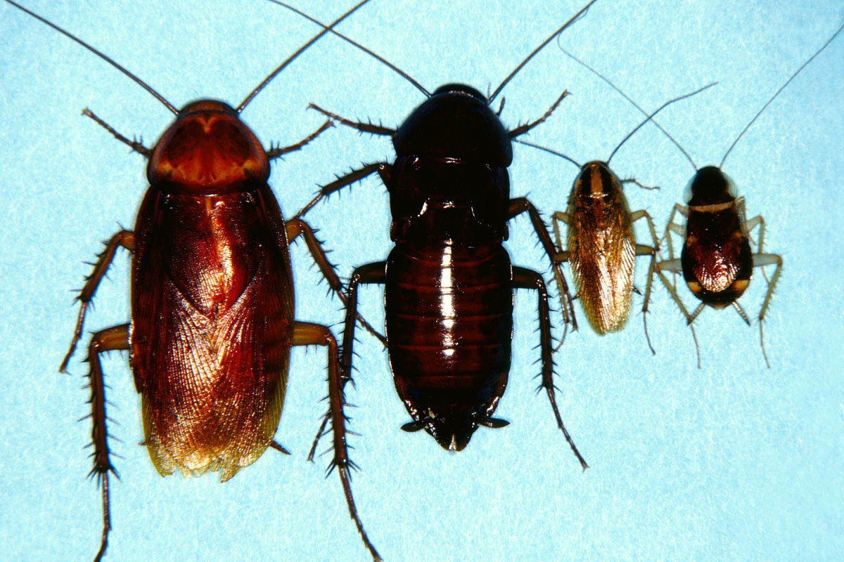 Cockroaches (left–right): American, Oriental, German and brownbanded (Photo by Jim Kalisch, UNL Dept. of Entomology).
