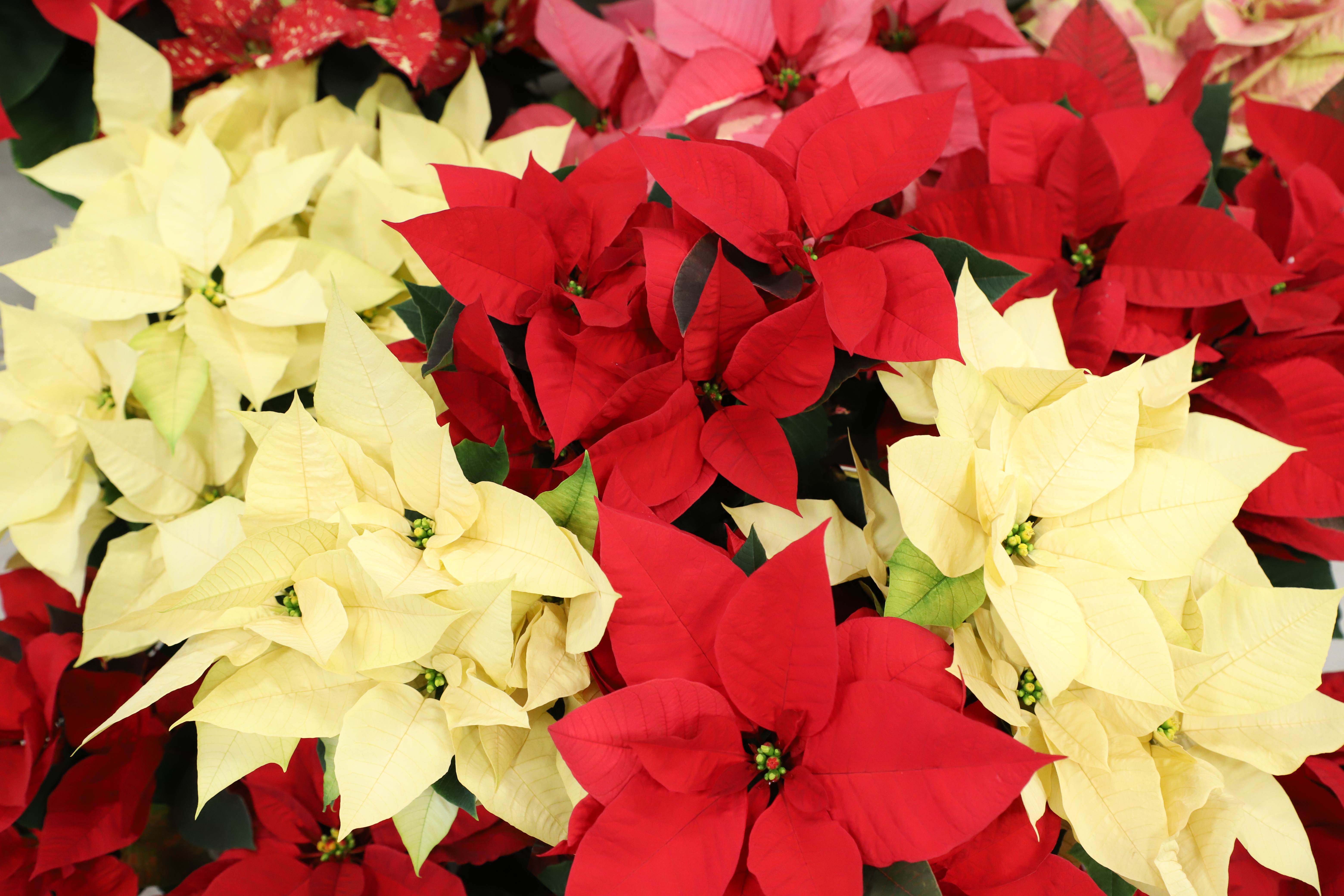 Poinsettias are grown and cared for by Horticulture Club members in greenhouses during the fall semester on the University of Nebraska–Lincoln East Campus.