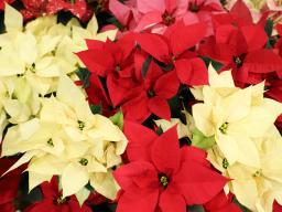 Poinsettia's are grown and cared for by Horticulture Club members during the fall semester in greenhouses on the University of Nebraska–Lincoln East Campus.