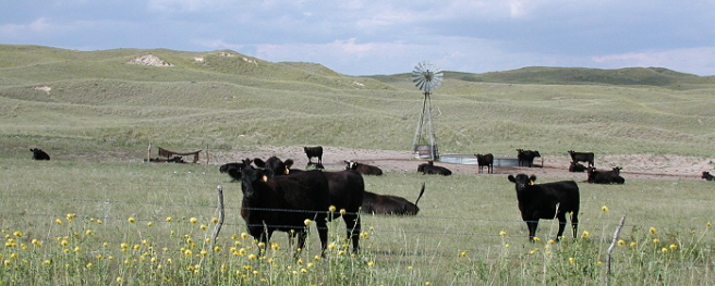 cattle-in-the-sandhills.jpg