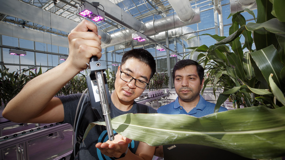 Researchers and students of James Schnable, assistant professor of agronomy and horticulture, take measurements of the growth and health of plants in the Greenhouse Innovation Center at Nebraska Innovation Campus. Craig Chandler | University Communication
