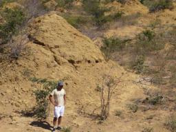 A researcher stands among the termite mounds in Brazil's Caatinga forest. 