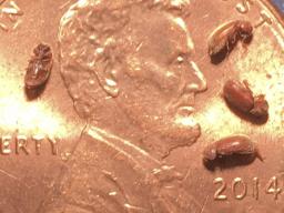 Drugstore adult beetles on a penny. (Photo by Jody Green, Nebraska Extension in Lancaster County)