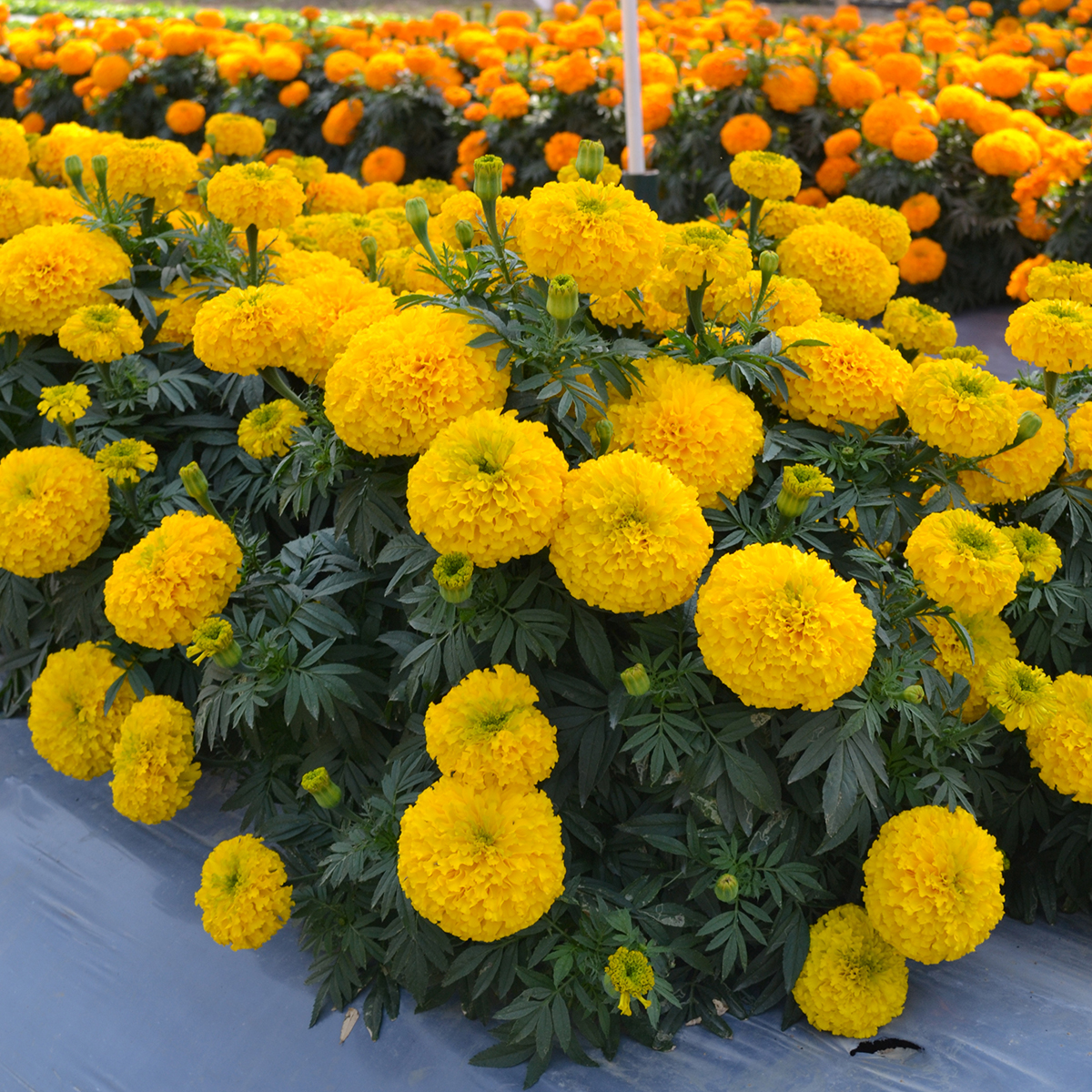 Marigold  ‘Big Duck Gold’ (Photo courtesy All-America Selections)