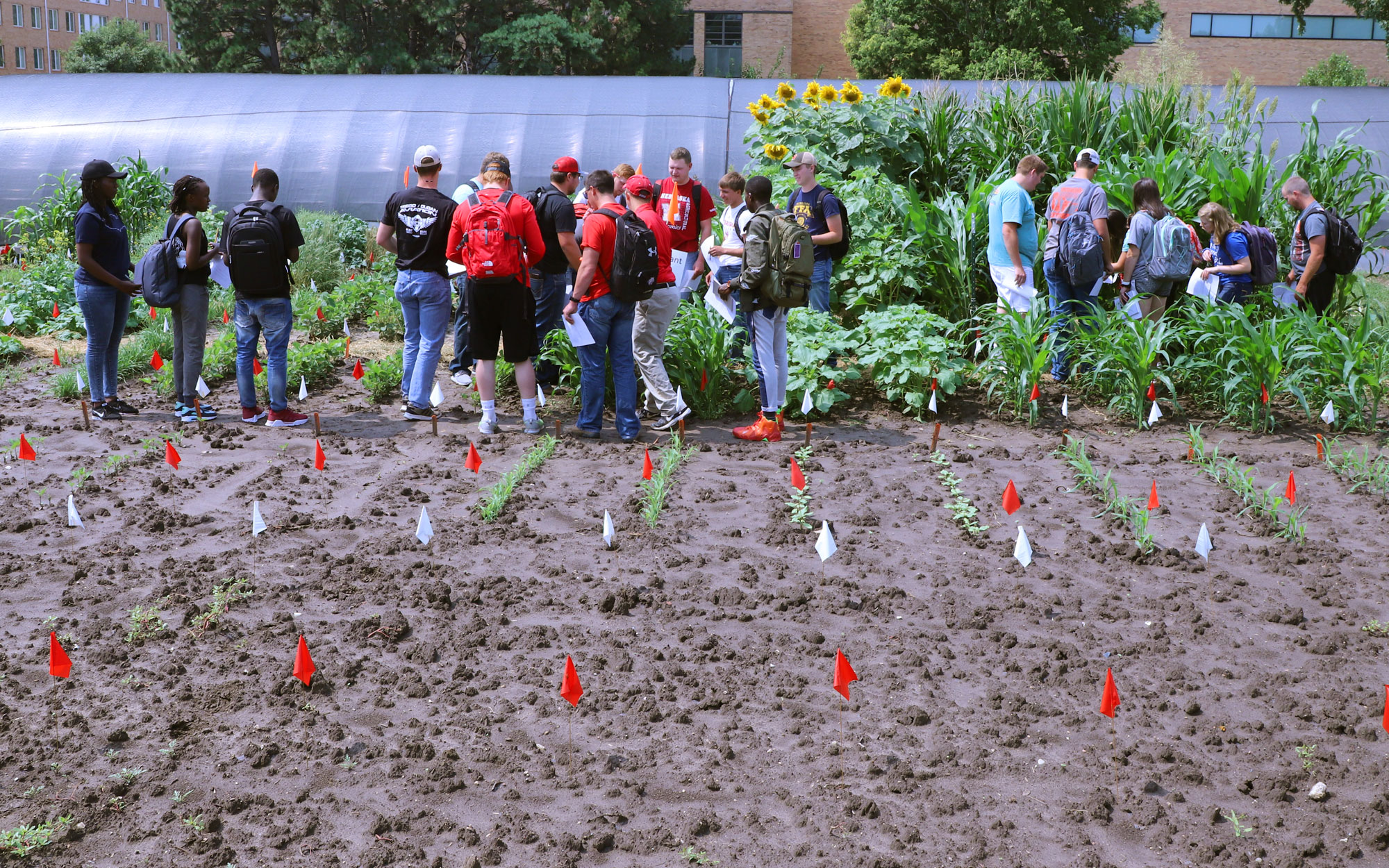 University of Nebraska–Lincoln Agronomy 132 Plant Science students practice scouting skills in the teaching garden.