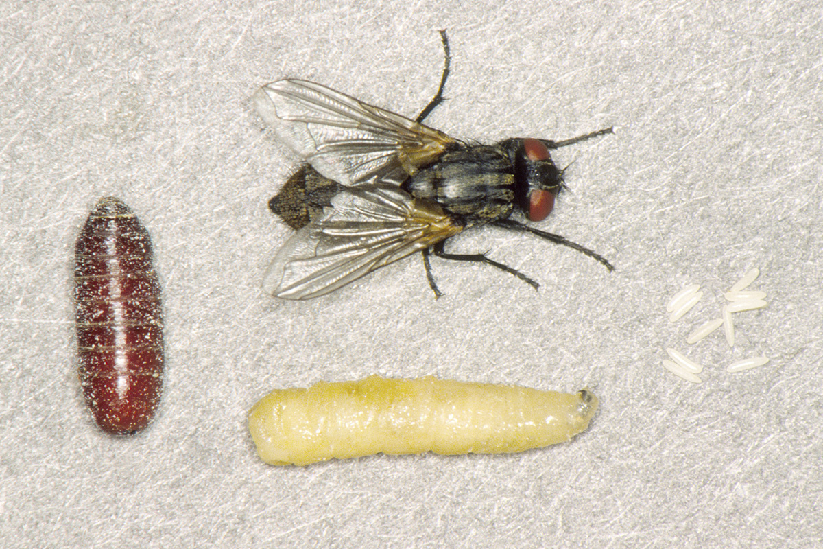 stages of a house fly