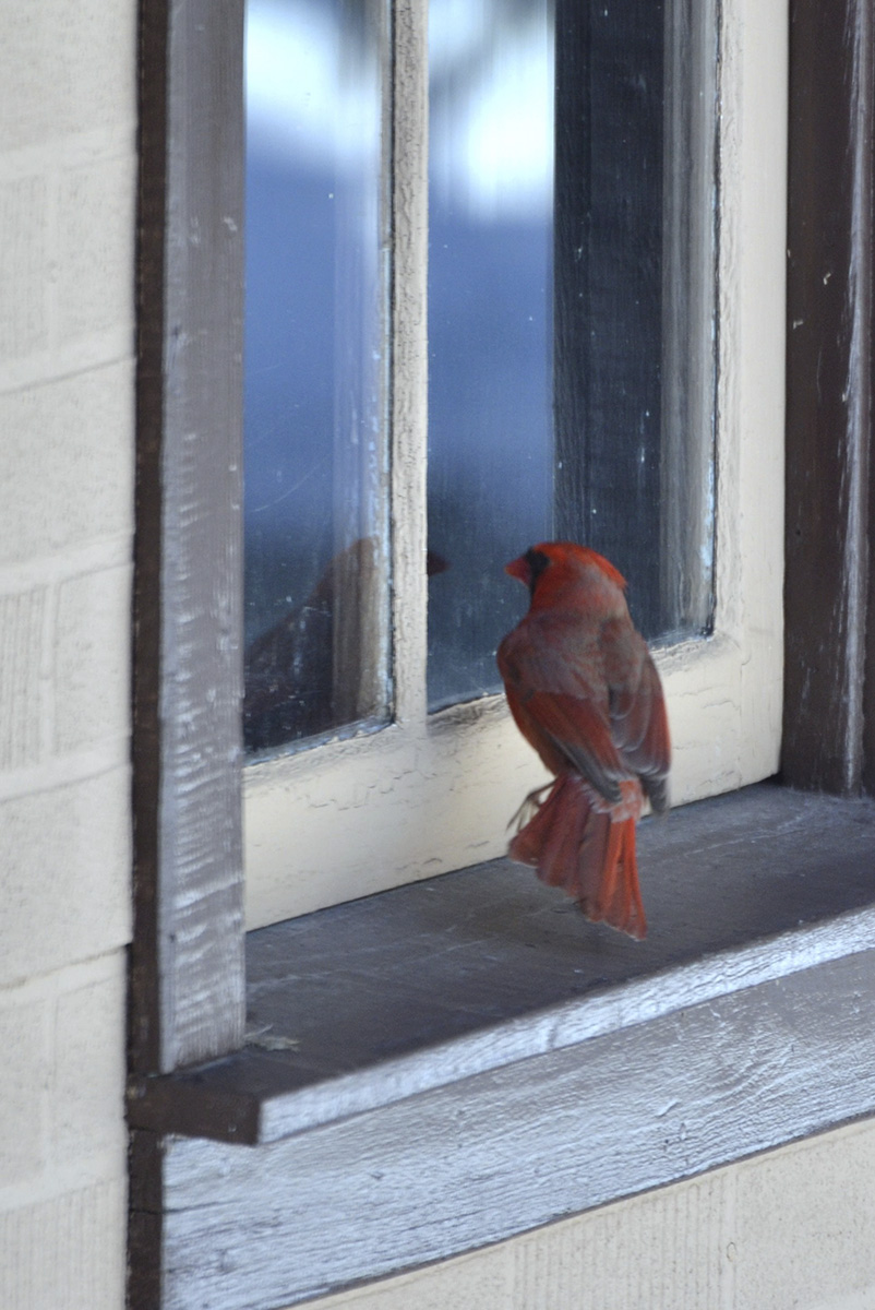 A male Northern Cardinal reacting to his reflection in a window. (Photo by Zanateh, flickr.com) 