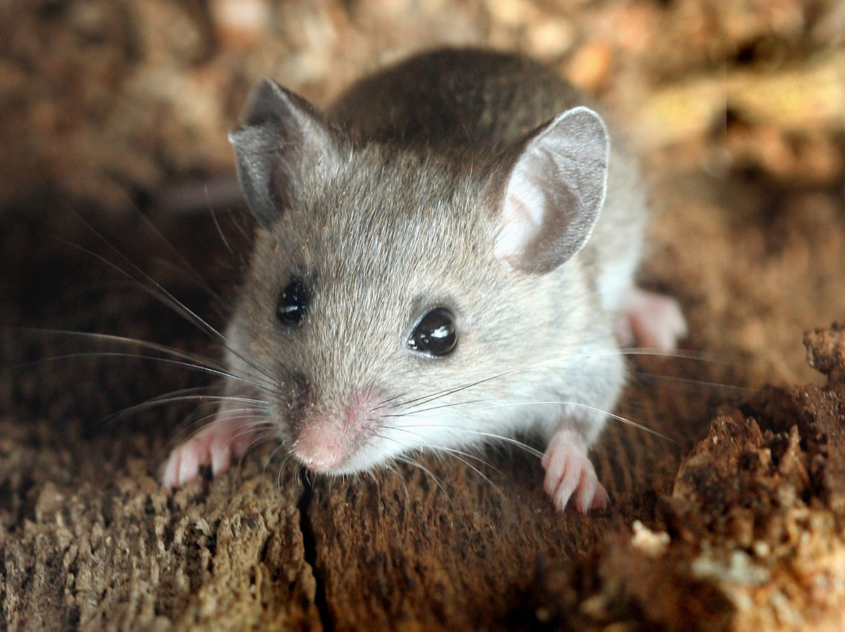 Pests And Wildlife — Cleaning Up After Rodents Announce University Of Nebraska Lincoln