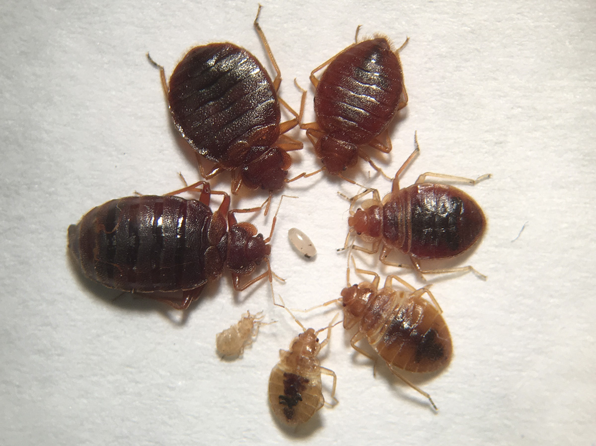Various life stages and feeding status of bed bugs (magnified). (Photo by Jody Green, Nebraska Extension in Lancaster County)