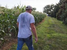 man walking next to corn field