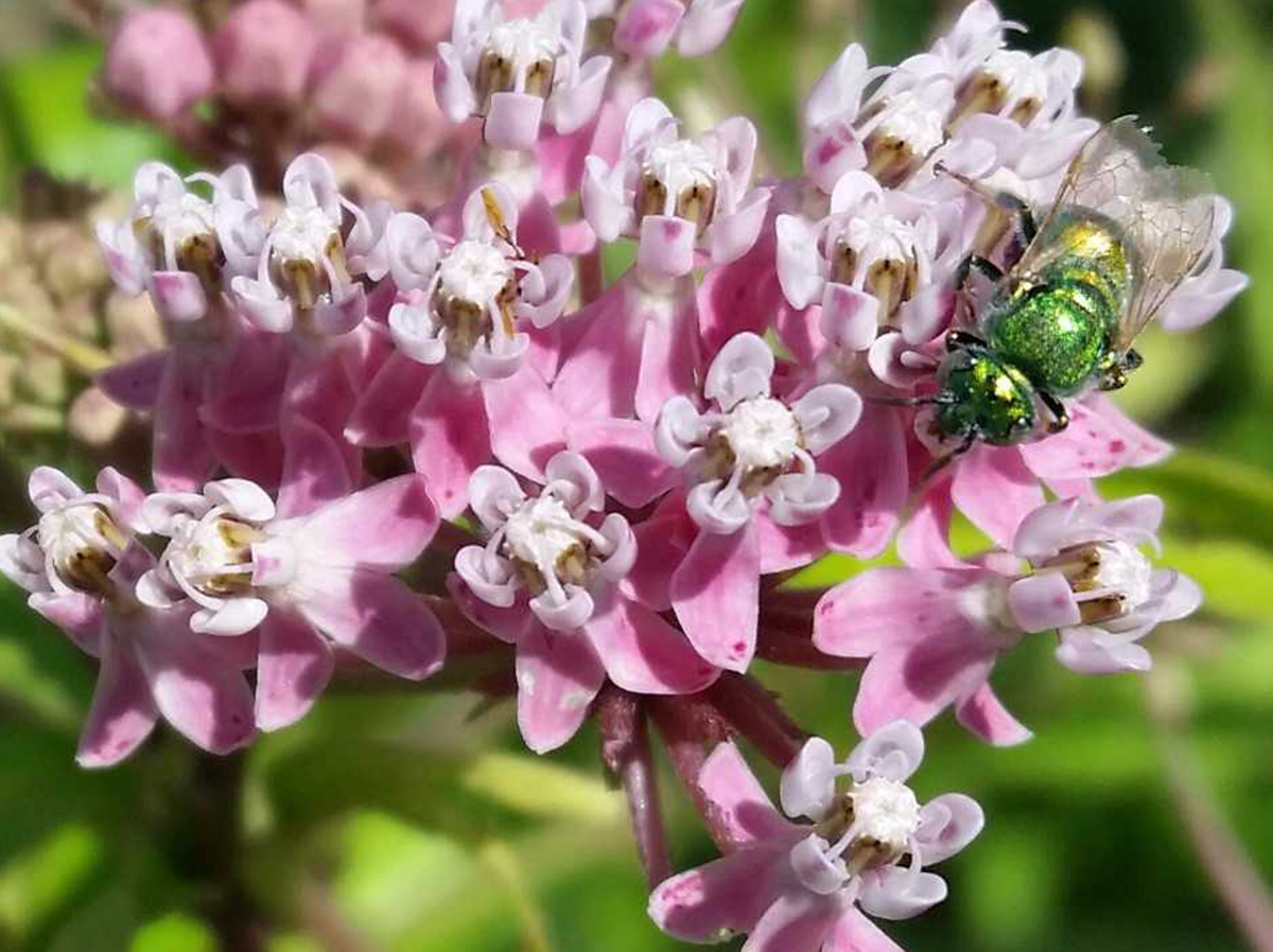 (Photo by Mary Jane Frogge, Nebraska Extension in Lancaster County)