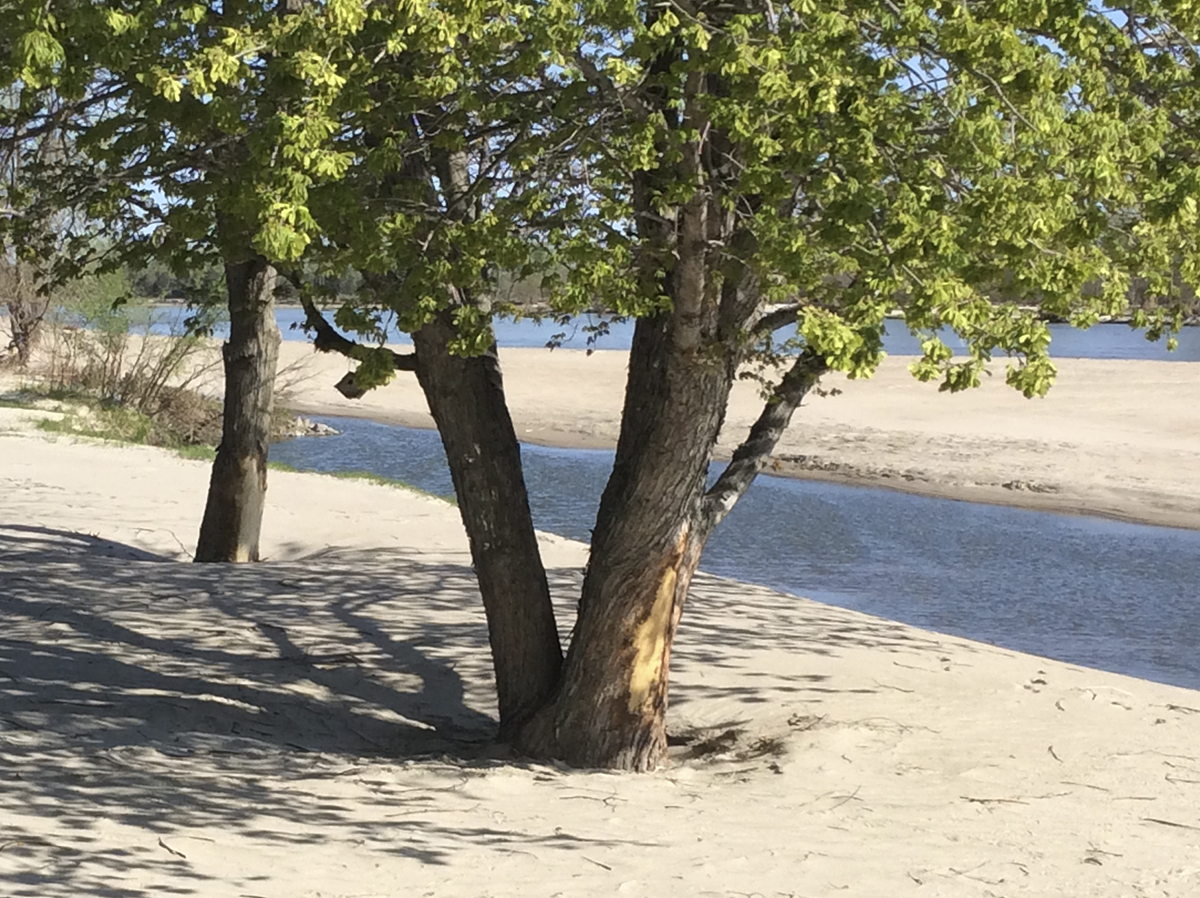 A maple tree with ice damage and sand sedimentation. (Photo by Sarah Browning, Nebraska Extension in Lancaster County) 