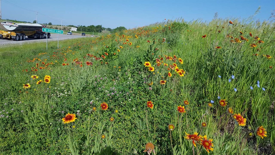 In addition to visual aesthetics, the main reason the Nebraska Department of Transportation seeds roadsides is to establish vegetation cover and prevent erosion, which is required by the federal government.  Walt Schacht | Agronomy and Horticulture