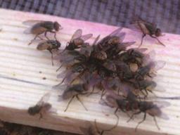 Cluster of house flies feeding