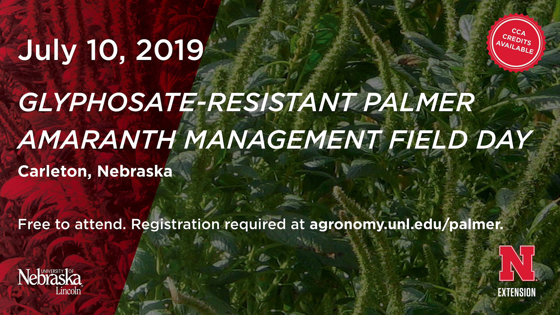 Glyphosate-Resistant Palmer Amaranth Field Day is July 10